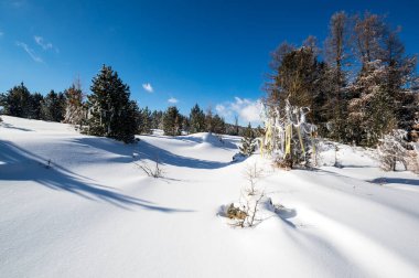 Kışın Altay 'daki orman manzarası, Sibirya, Rusya