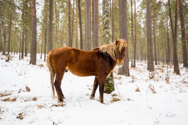 Altay dağlarında kışın at manzarası, Sibirya, Rusya