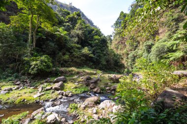 Endonezya 'nın Java adasındaki tropikal orman manzarası