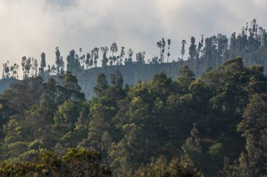 Bromo Tengger Semeru Ulusal Parkı Doğu Java, Endonezya