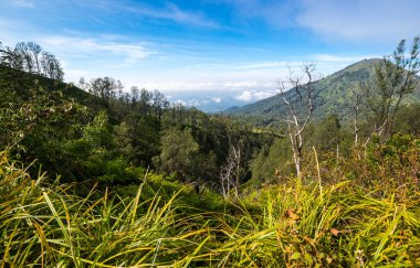Doğu Java, Endonezya 'daki Ijen volkanının yamacı