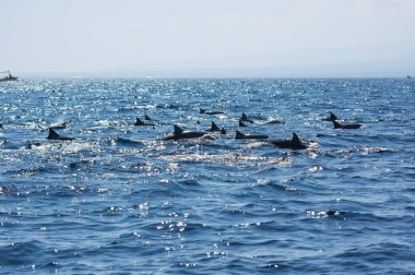 Endonezya 'nın Bali sahilinde yüzen bir grup vahşi yunus görülüyor.