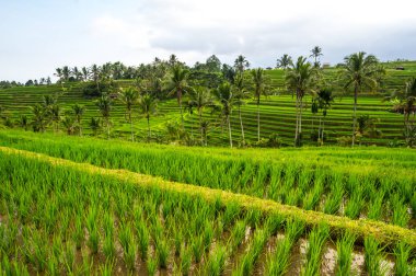 Endonezya 'daki Bali adasında Jatiluwih pirinç terasları