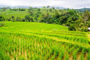 Endonezya 'daki Bali adasında Jatiluwih pirinç terasları