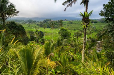 Endonezya 'daki Bali adasında Jatiluwih pirinç terasları