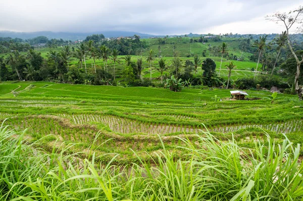 Endonezya 'daki Bali adasında Jatiluwih pirinç terasları