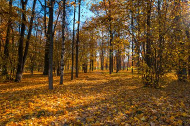 Tsarskoye Selo 'daki şehir parkı manzarası (Puşkin), Saint- Petersburg, Rusya