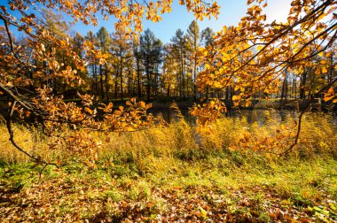 Tsarskoye Selo 'daki şehir parkı manzarası (Puşkin), Saint- Petersburg, Rusya