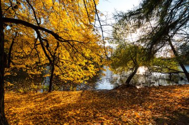 Elagin adasındaki şehir parkı manzarası, SaintPetersburg, Rusya