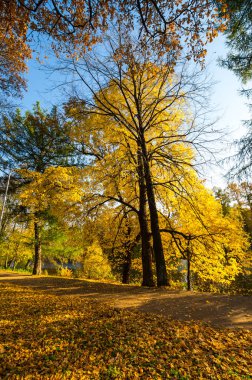 Elagin adasındaki şehir parkı manzarası, SaintPetersburg, Rusya