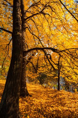 Elagin adasındaki şehir parkı manzarası, SaintPetersburg, Rusya