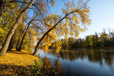 Elagin adasındaki şehir parkı manzarası, SaintPetersburg, Rusya