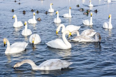 Altay, Sibirya, Rusya 'daki donmayan kış gölünde yüzen beyaz kuğular.