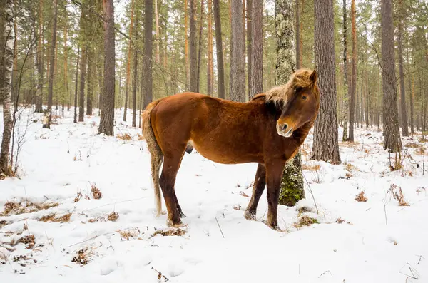 Vue Cheval Dans Les Montagnes Altay Hiver Sibérie Russie — Photo