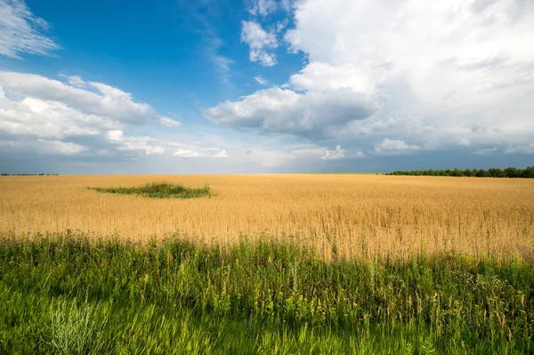 Vista Panorámica Del Campo Trigo República Tartaristán Rusia — Foto de Stock