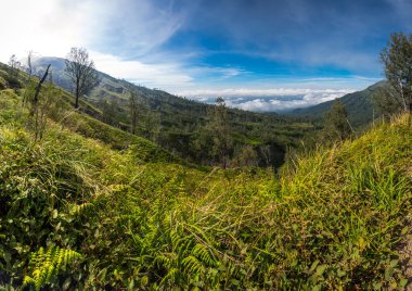 Doğu Java, Endonezya 'daki Ijen volkanının yamacı