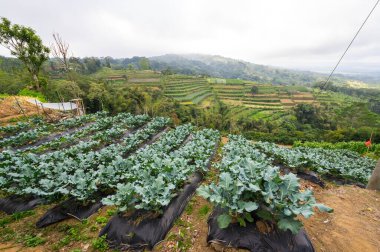 Endonezya 'daki Bali adasındaki Jatiluwih pirinç teraslarının manzarası