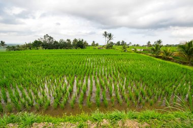 Endonezya 'daki Bali adasında Jatiluwih pirinç terasları