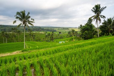 Endonezya 'daki Bali adasında Jatiluwih pirinç terasları