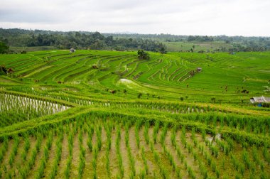 Endonezya 'daki Bali adasında Jatiluwih pirinç terasları