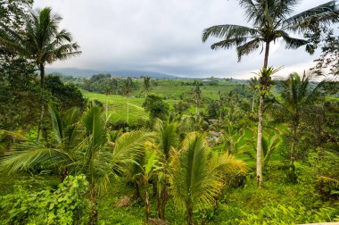 Endonezya 'daki Bali adasında Jatiluwih pirinç terasları