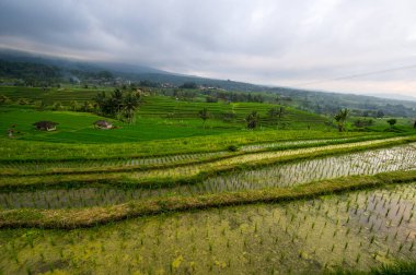 Endonezya 'daki Bali adasında Jatiluwih pirinç terasları