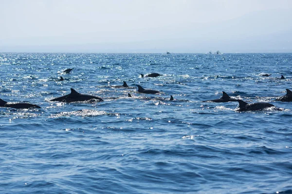Blick Auf Eine Gruppe Wilder Delfine Beim Schwimmen Lovina Strand — Stockfoto