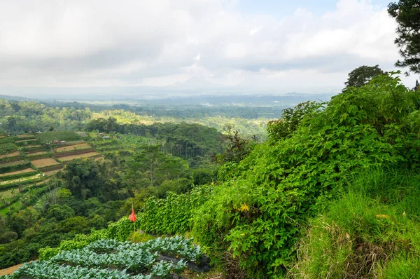 Vista Las Terrazas Arroz Jatiluwih Isla Bali Indonesia — Foto de Stock