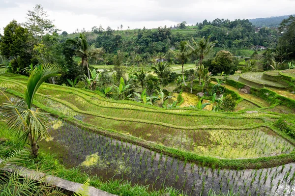 Uitzicht Jatiluwih Rijstterrassen Bali Eiland Indonesië — Stockfoto