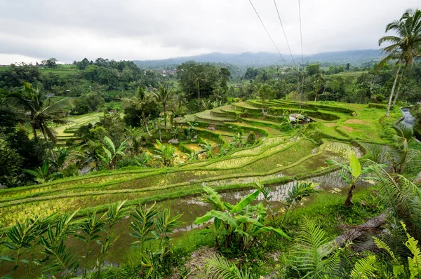 Utsikt Över Jatiluwih Risterrasser Bali Indonesien — Stockfoto