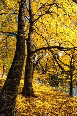 Elagin adasındaki şehir parkı manzarası, SaintPetersburg, Rusya