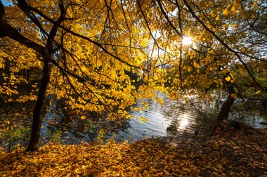 Elagin adasındaki şehir parkı manzarası, SaintPetersburg, Rusya