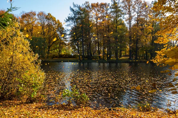 Widok Park Miejski Wyspie Elagin Petersburg Rosja — Zdjęcie stockowe