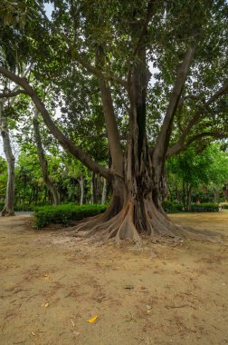İspanya 'nın büyük bir turizm merkezi olan Sevilla' nın tarihi merkezindeki parkın manzarası