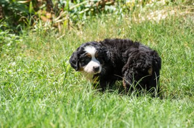Berner Sennenhund veya Bernese Dağı köpek yavrusu bahçedeki çimlerin üzerinde