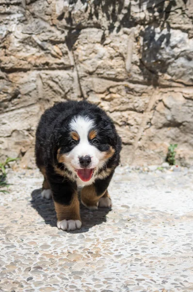 Berner Sennenhund Bernese Mountain Puppy Garden — Stock Photo, Image