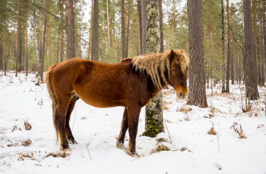 Altay dağlarında kışın at manzarası, Sibirya, Rusya