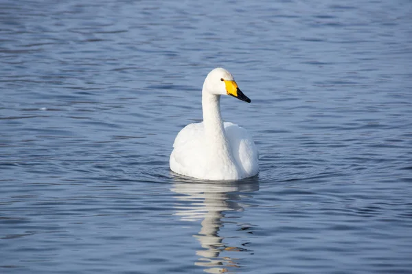 Cigni Bianchi Che Nuotano Nel Lago Invernale Non Ghiacciato Altay — Foto Stock