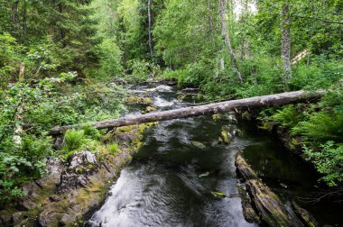 Rusya 'nın Karelia Cumhuriyeti' ndeki Kulismayoki Nehri manzarası