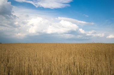 Rusya, Tataristan 'daki buğday tarlasının panoramik görüntüsü