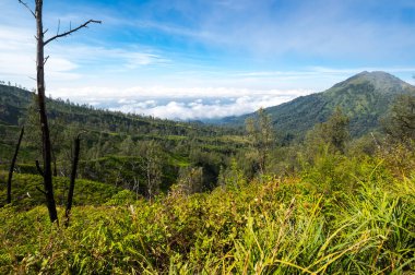 Doğu Java, Endonezya 'daki Ijen volkanının yamacı