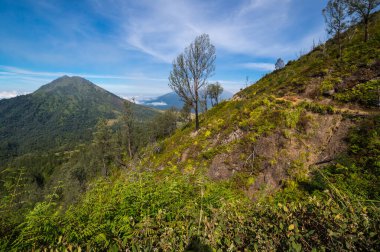 Doğu Java, Endonezya 'daki Ijen volkanının yamacı