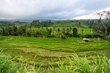 Endonezya 'daki Bali adasında Jatiluwih pirinç terasları