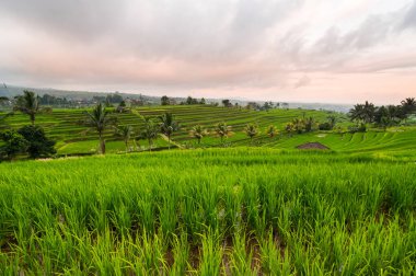 Endonezya 'daki Bali adasında Jatiluwih pirinç terasları