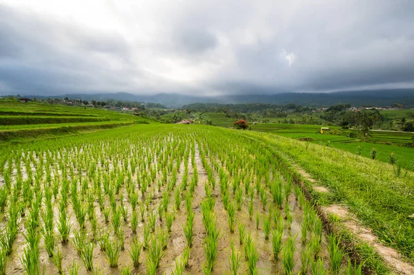 Terraços Arroz Jatiluwih Ilha Bali Indonésia — Fotografia de Stock