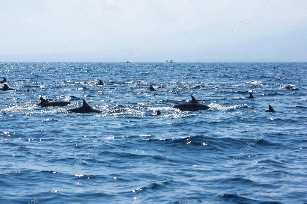 View of a group of wild dolphins swimming in Lovina beach of Bali, Indonesia