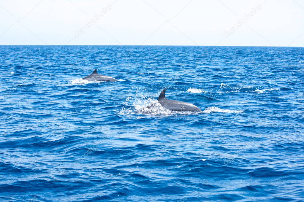 View of a group of wild dolphins swimming in Lovina beach of Bali, Indonesia