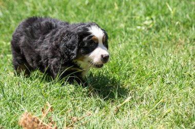Berner Sennenhund veya Bernese Dağı köpek yavrusu bahçedeki çimlerin üzerinde