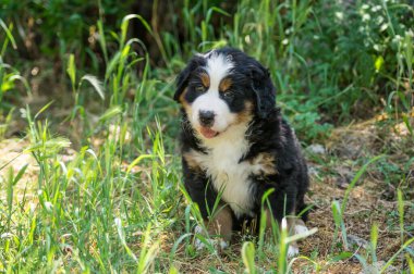 Berner Sennenhund veya Bernese Dağı köpek yavrusu bahçedeki çimlerin üzerinde