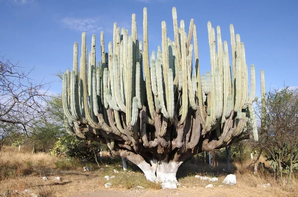 Reus cactus — Stockfoto